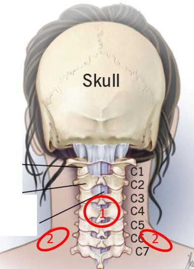穴壓治療長新冠肺炎後遺症的原理1