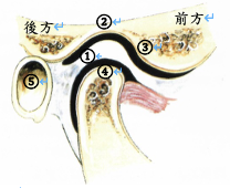 顳顎關節障礙症簡介01