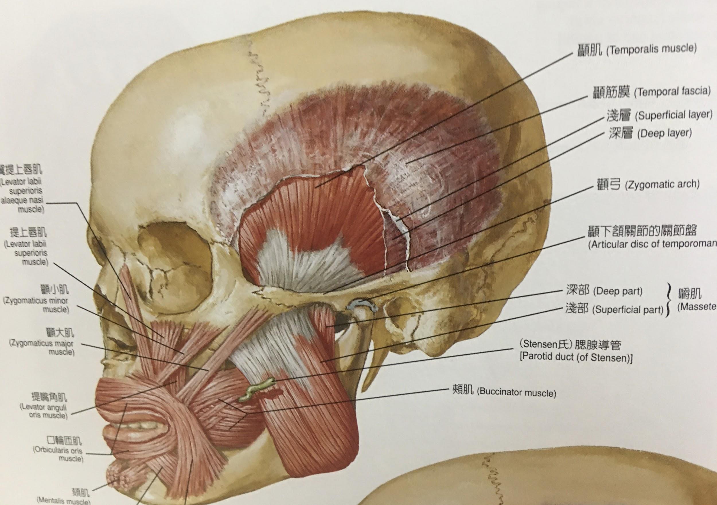 顳顎關節障礙個案報告9